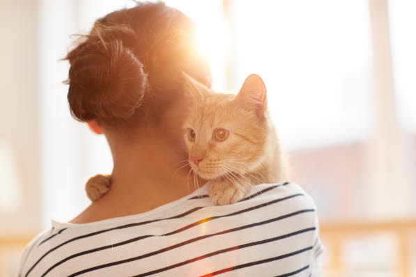 Pasning og pleje af katte Læs artikler om emne her - Dyreforsikring