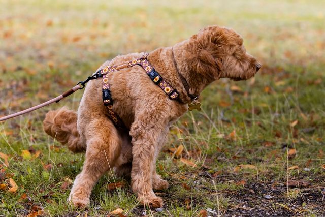 Hund der er ved at lave lort