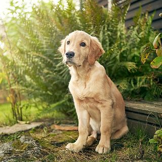 Golden retriever sidder udenfor os kigger