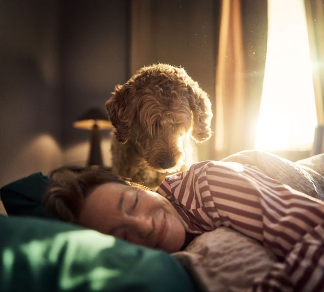 Hund kigger ned på sin ejer, som hygger sig i sengen.