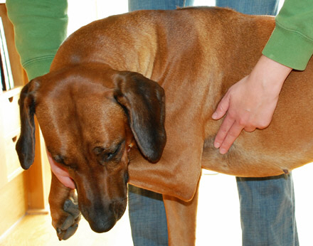 din hunds normaltilstand Se hvordan tjekker den - Agria Dyreforsikring