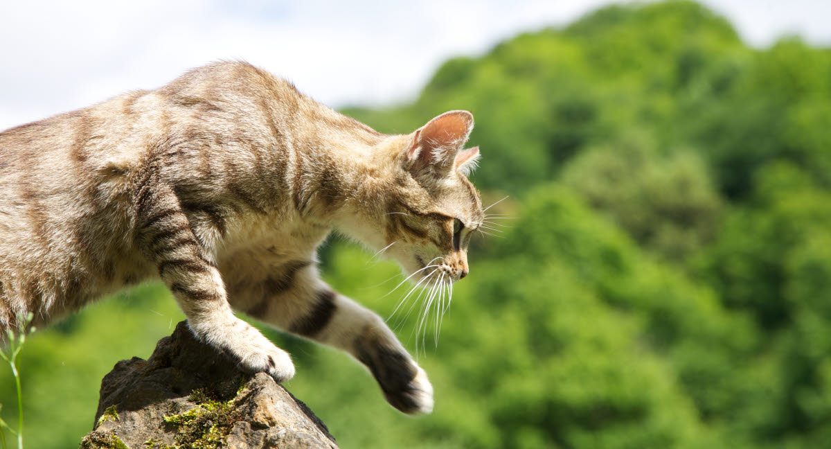 Katte og jagt - Dyreforsikring