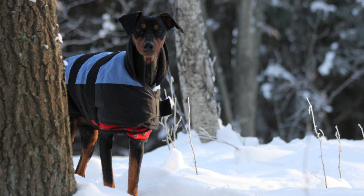Skal hunden have tøj på ved kulde og sne? Agria Dyreforsikring