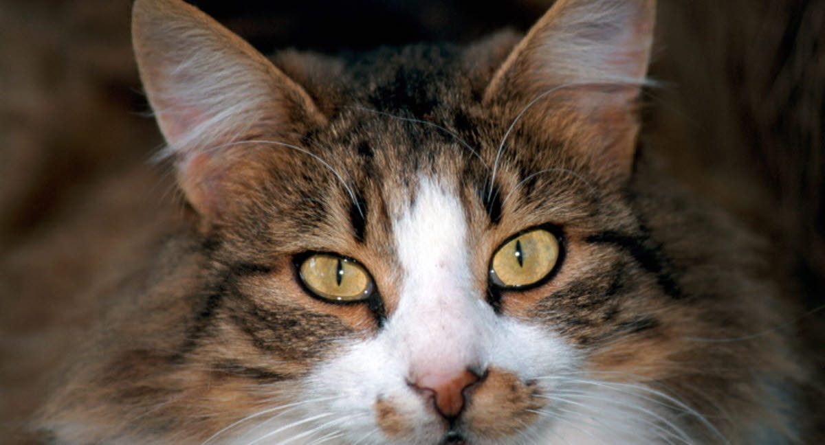 Katte rammes ofte af urinvejssygdomme - Læs mere om her - Agria Dyreforsikring