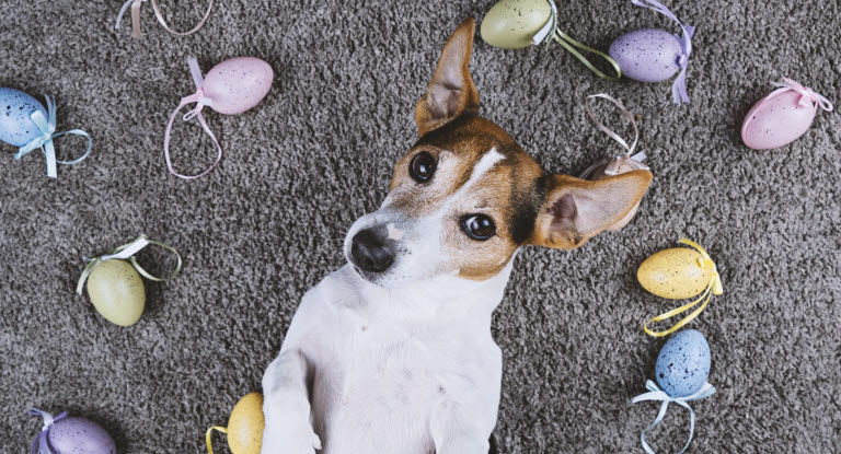 Beskyt din hund mod forgiftning i påsken - dyrlægebesøg - Agria Dyreforsikring