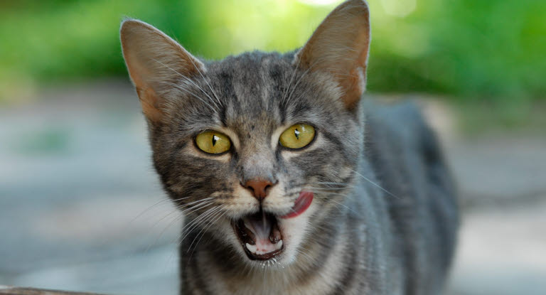 Bivirkninger ved kattevaccine kontra sygdomsrisiko - Dyreforsikring