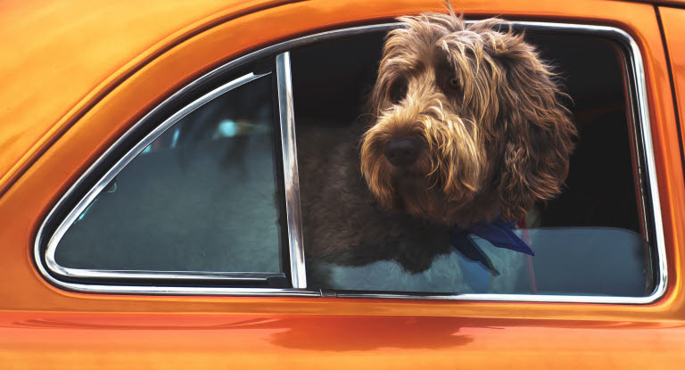 Hedeslag hos hunde hunden sidde i bilen om sommeren - Agria Dyreforsikring