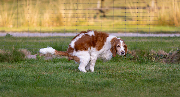 hund laver lort