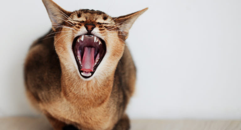 Almindelige adfærdsproblemer hos katte - Lær mere om dem - Agria Dyreforsikring