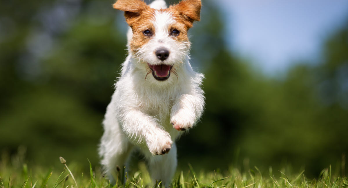 Jack russell terrier - statistik over sygdomme og skader for racen - Agria Dyreforsikring