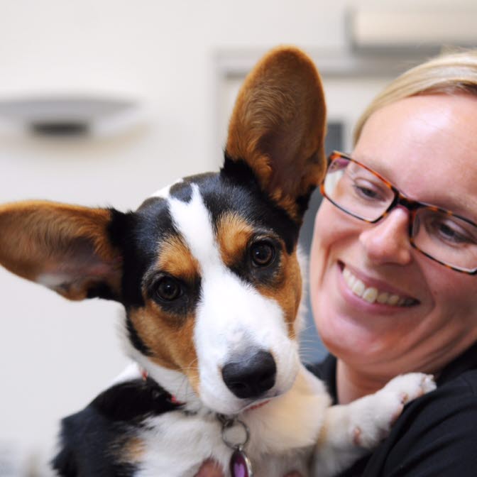 Artikler Om Welsh Corgi Cardigan I Området Hund - Agria Dyreforsikring