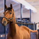 Hest på staldgangen