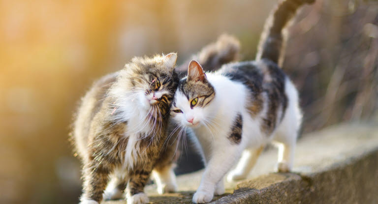 Løbetid hos katten - Undgå uventede kattekillinger - læs mere - Agria Dyreforsikring