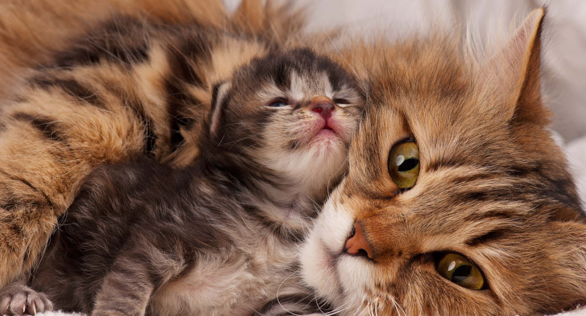 Forsikring til katteopdrættere - Se hvordan vi dækker dig her - Dyreforsikring