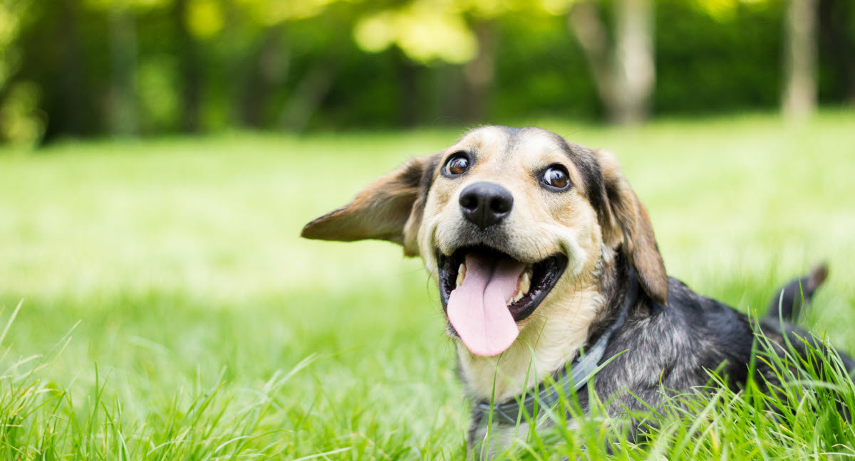 Hundelege - har samlet gode idéer til leg med din hund her - Agria Dyreforsikring