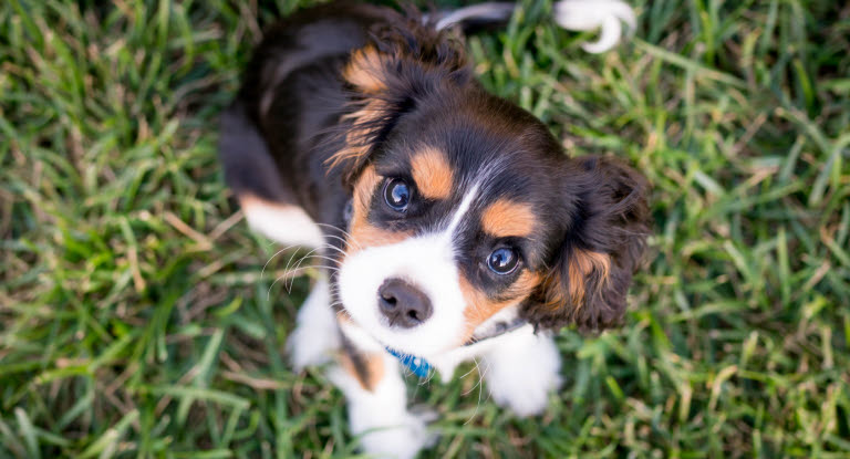 Cavalier king charles spaniel der sidder på en græsplæne og kigger op