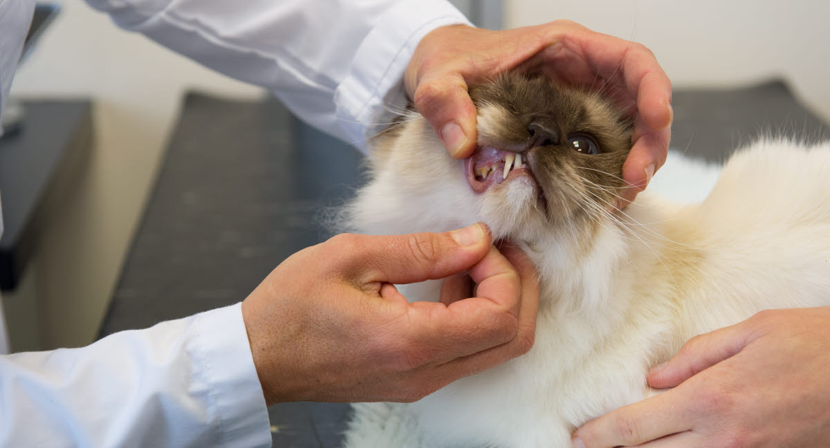 Dårlig ånde et almindeligt katteproblem - Agria Dyreforsikring