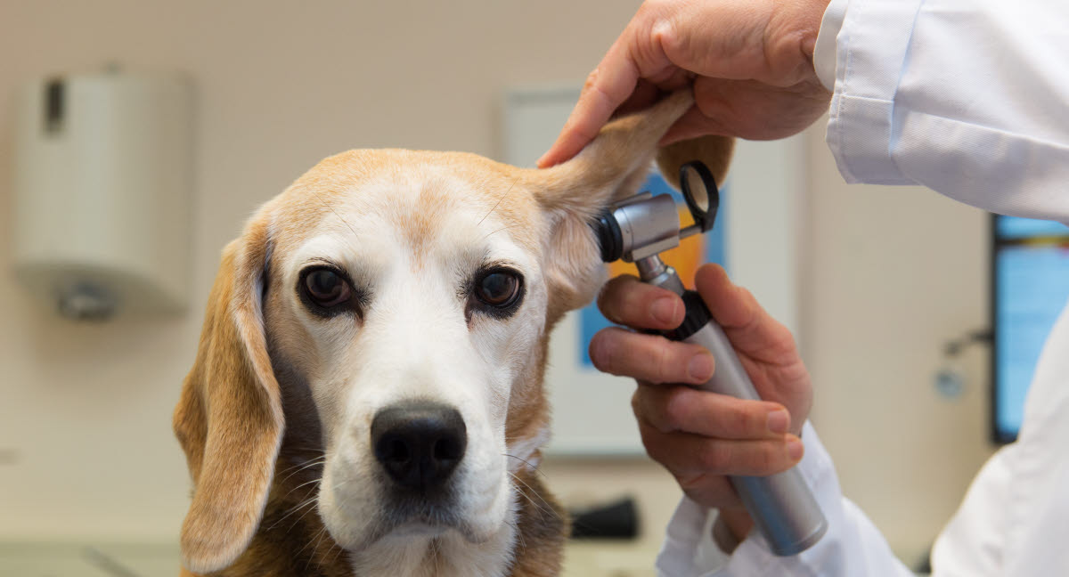 Når hunden allergi - bør du vide - Agria Dyreforsikring