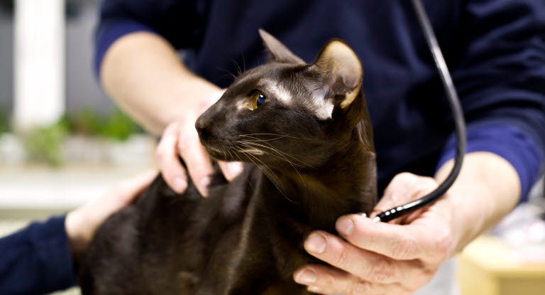 at vide om katteforsikring Dyreforsikring