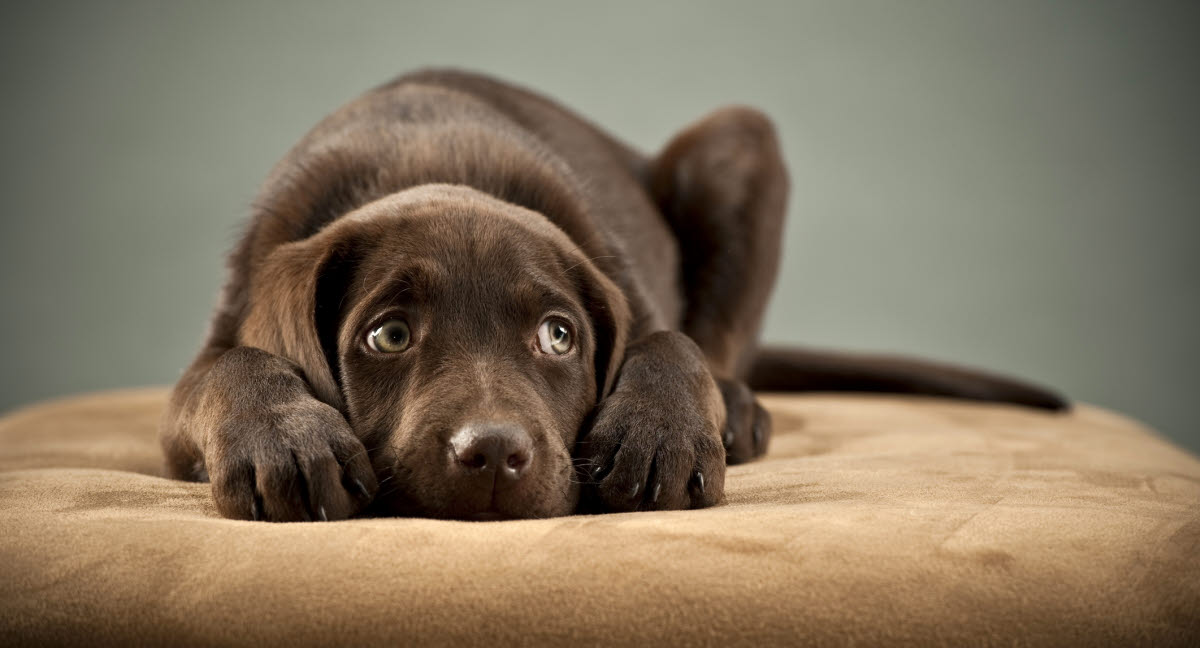 Menneskemad være livsfarligt for hunde - Agria Dyreforsikring