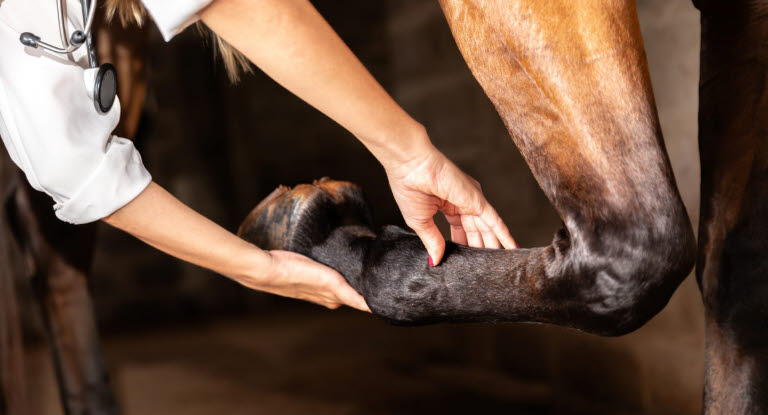 Handelsundersøgelse af hest