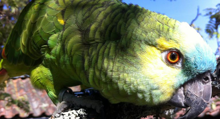 slim Almægtig Normalisering Pasning af papegøje - Agria Dyreforsikring