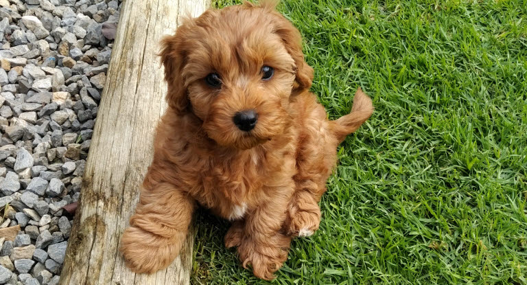 Cavapoo hvalp sidder udenfor i græs